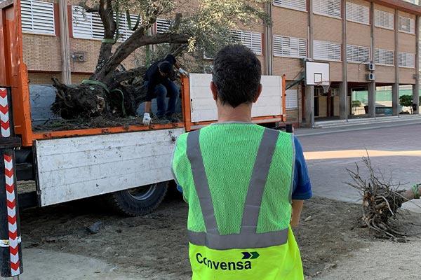 Convensa transplanta 300 olivos afectados por las obras del Corredor Mediterráneo de Alta Velocidad Murcia-Almería